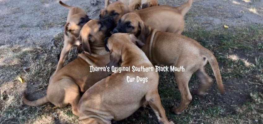 What is a cur tailed Dog?