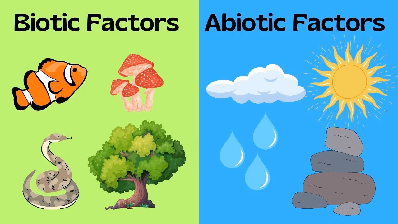 ¿Cuáles son los factores abióticos?