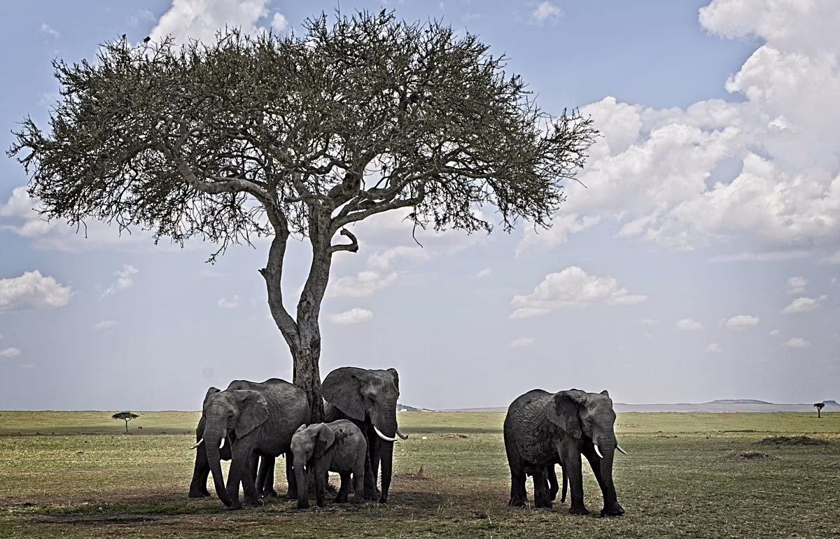 What is Africam Safari?