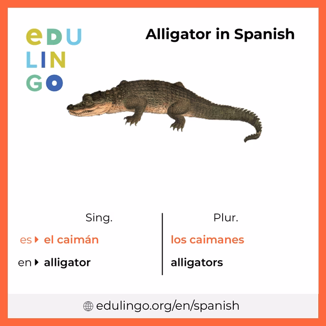 What does alligator mean?