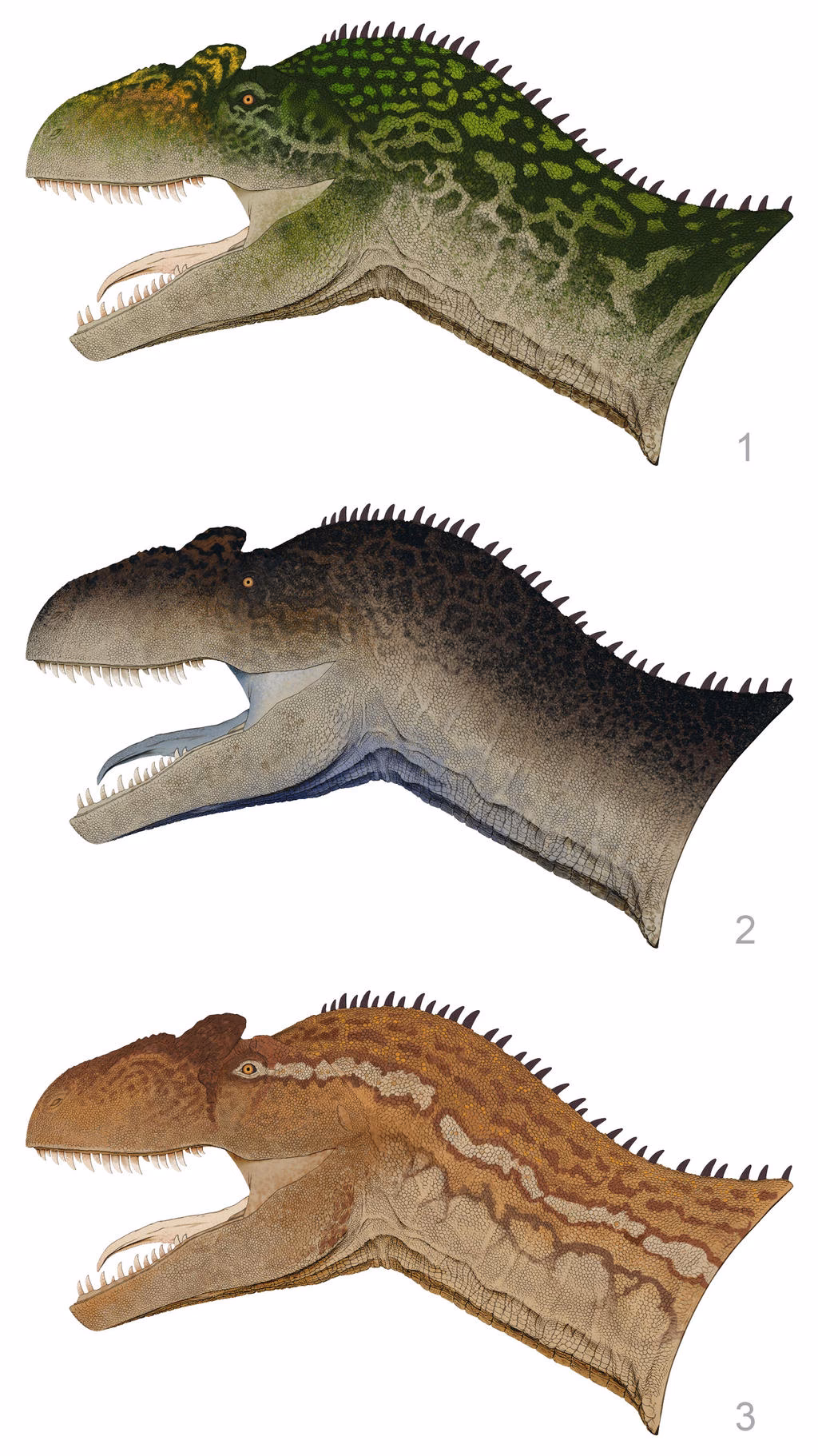 What color is Allosaurus (dinosaur)?