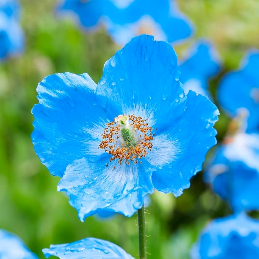¿Qué es la amapola azul del Himalaya?