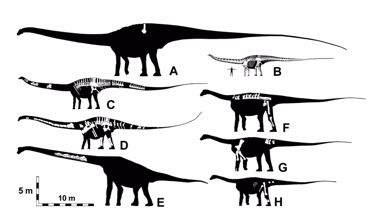 What did Amphicoelias look like?