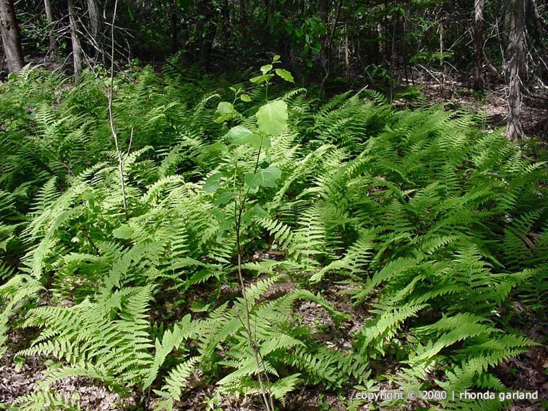 What does fern mean?