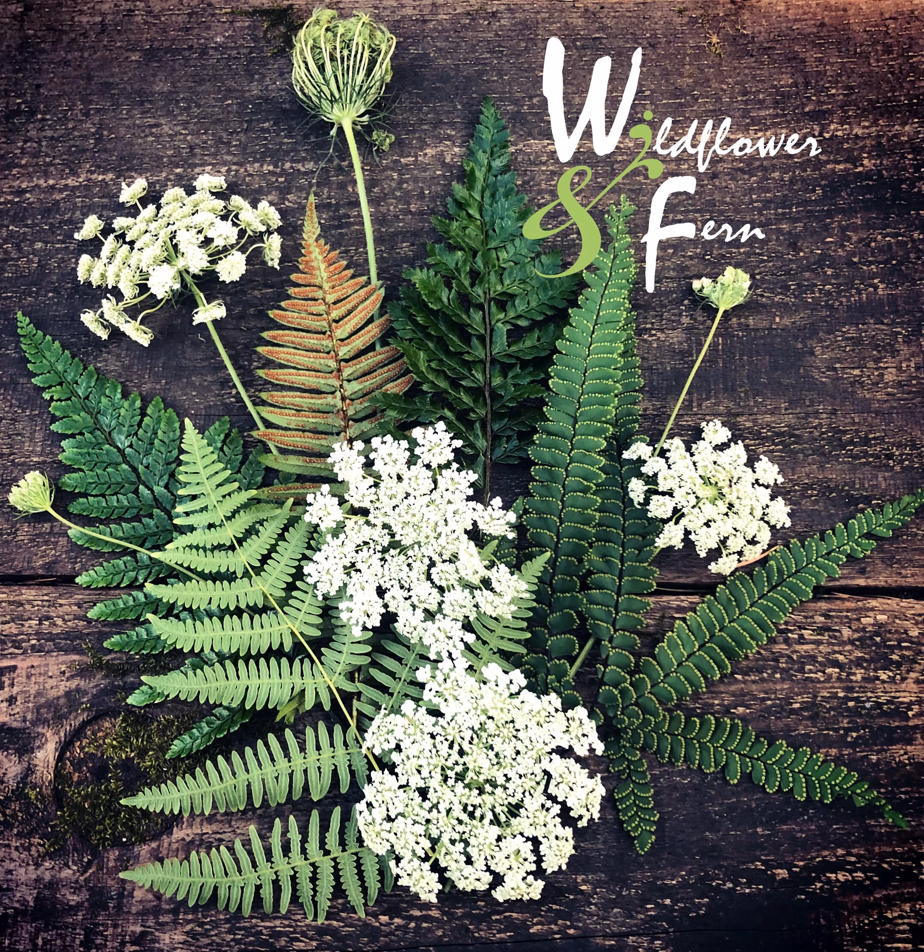 What is a fern plant?