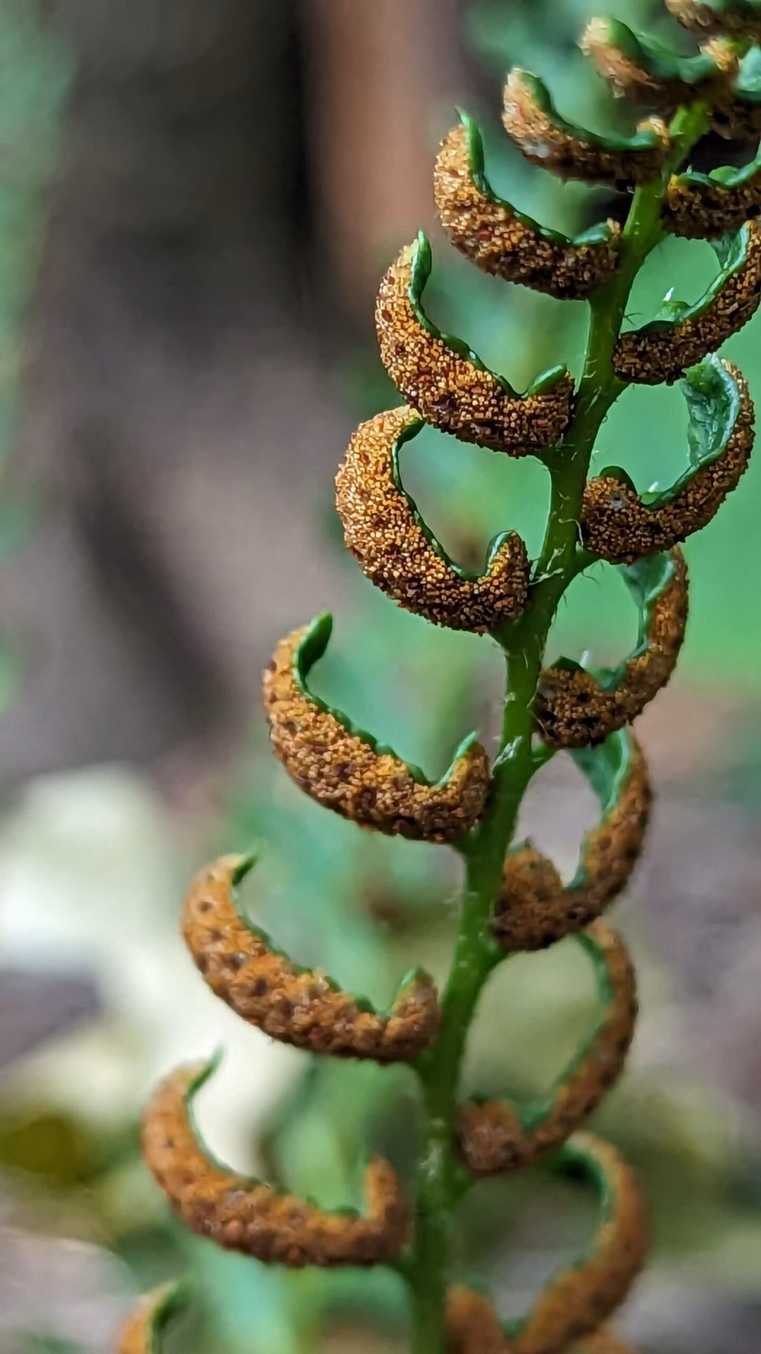 What is a fern plant?