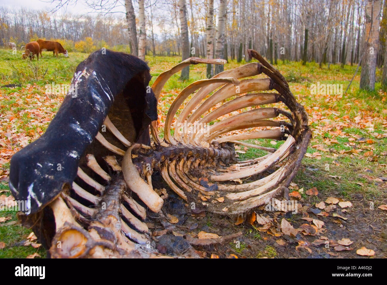 What is an animal carcass?