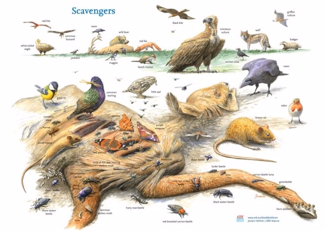 Should carcass transport replace live animal transport?