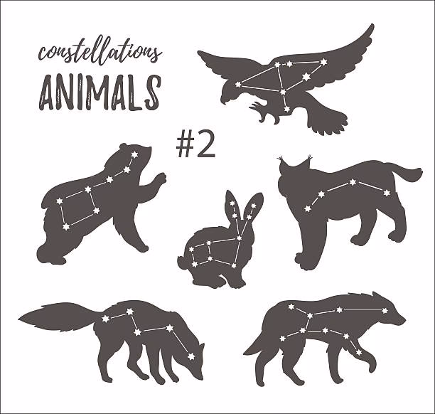 What marine mammals Orient by the stars?