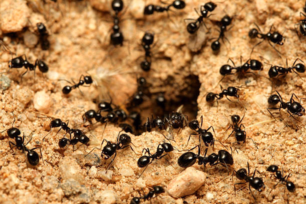 Why are ant hills important?
