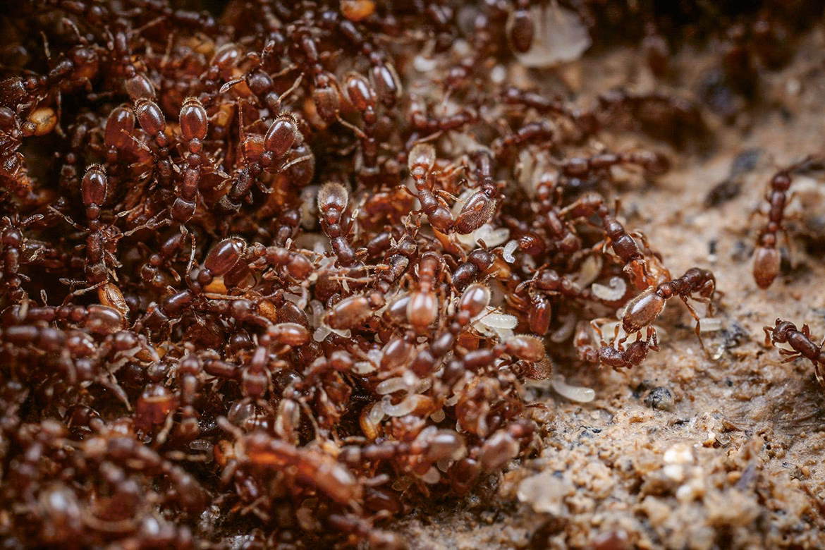 Why are ant hills important?