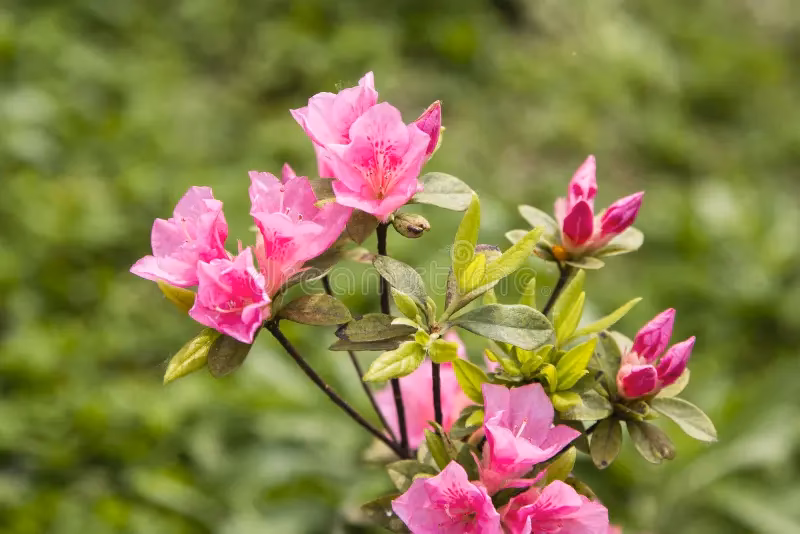 ¿Cuál es la salud de la Aralia?