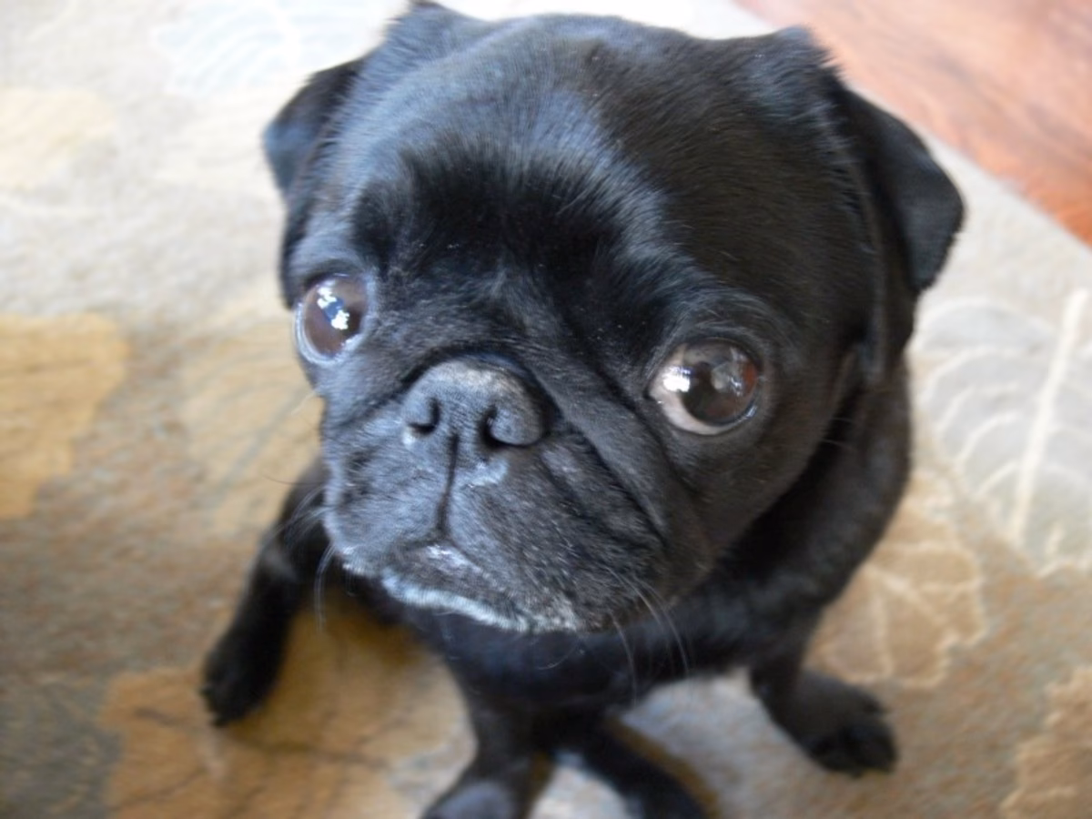 What health problems do Pugs have?