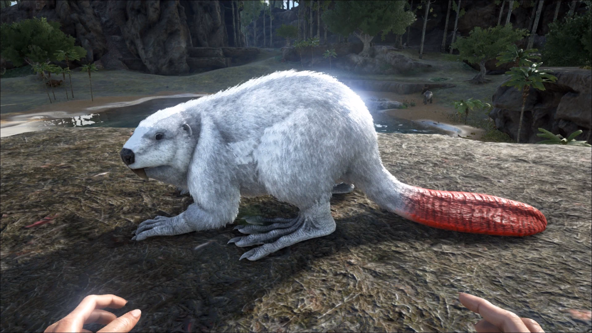 Where do Castoroides spawn?
