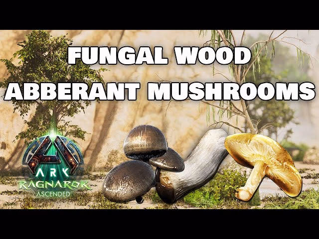 Where to find fungal wood in Ark fjordur?