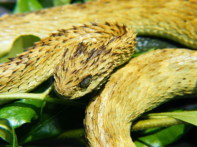 ¿Qué es el Razer Atheris?
