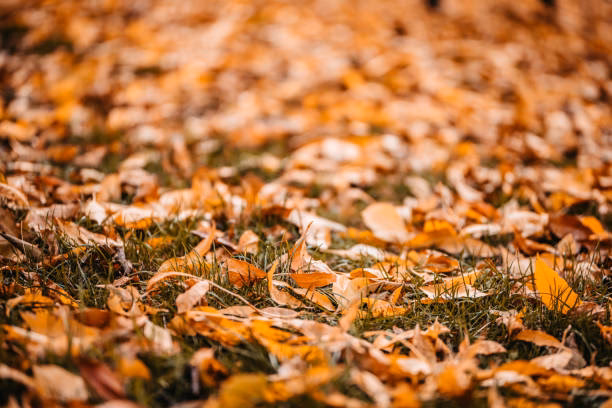 How tall is Autumn Falls?