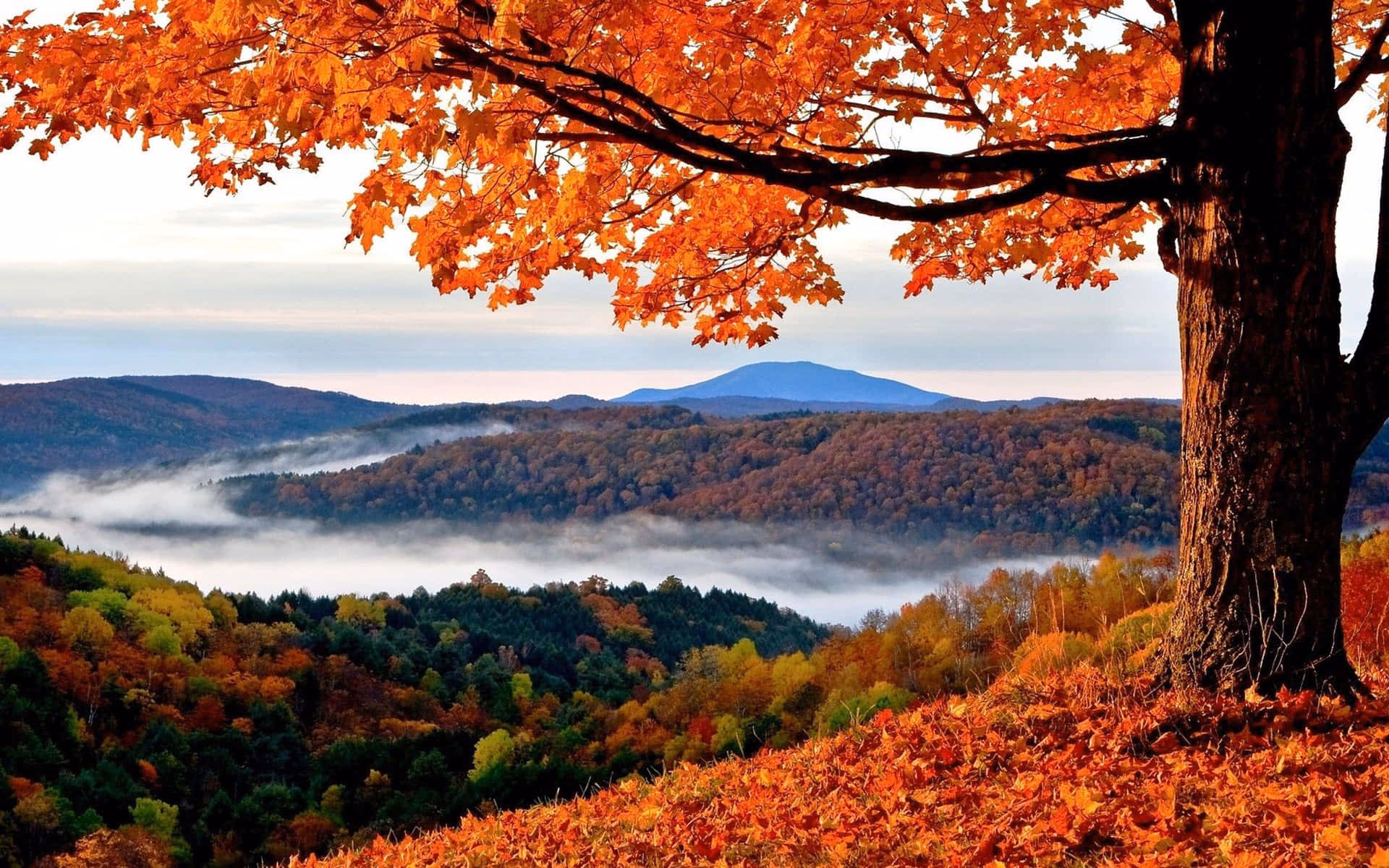 How many autumn vector wallpapers are there?