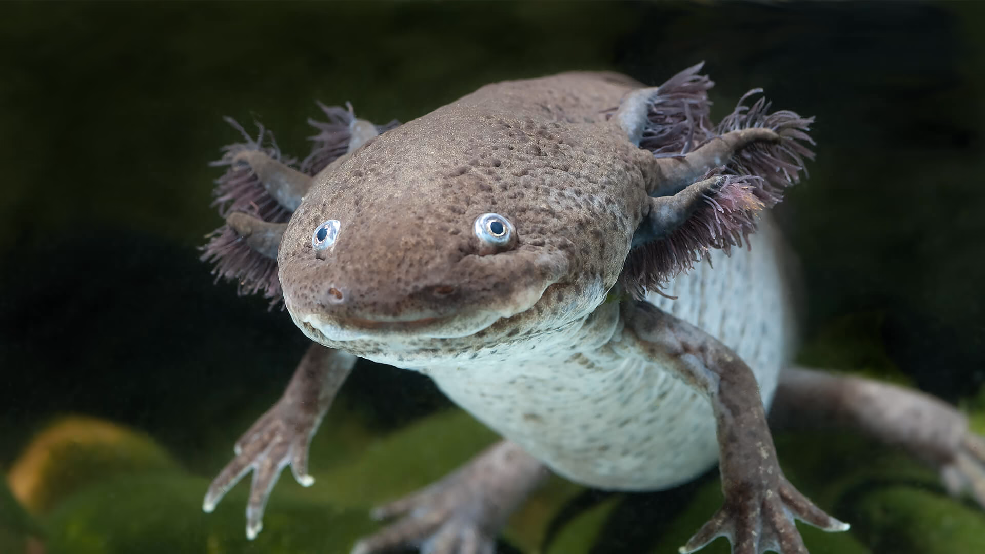 How long do Axolotls live?