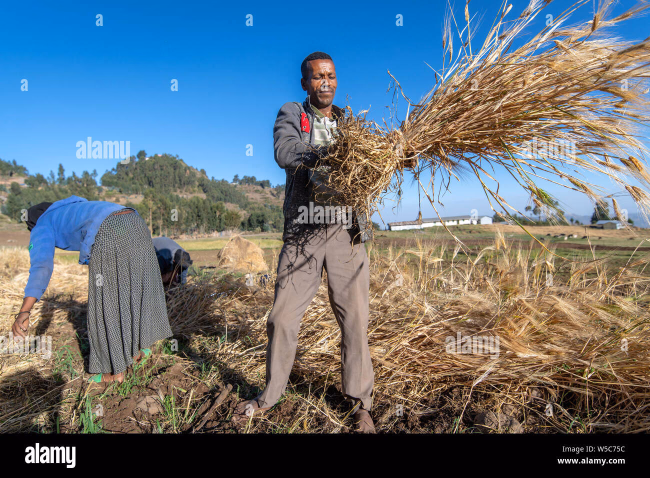 Why are gladiators called barley men?