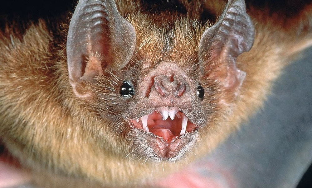 Are there vampires in the world of bats?