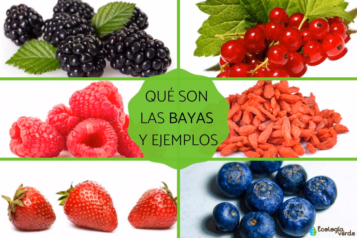 ¿Cuáles son los diferentes tipos de bayas rojas?
