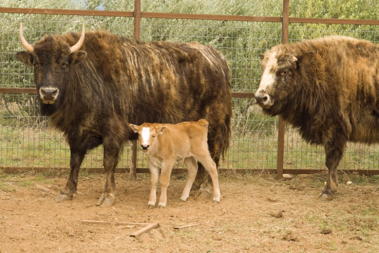 Is beefalo healthier than conventional beef?
