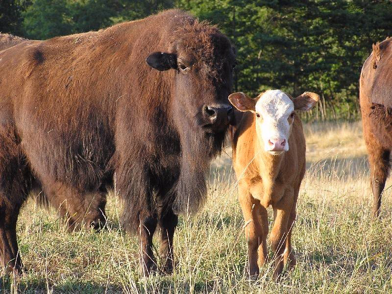 Is beefalo healthier than conventional beef?