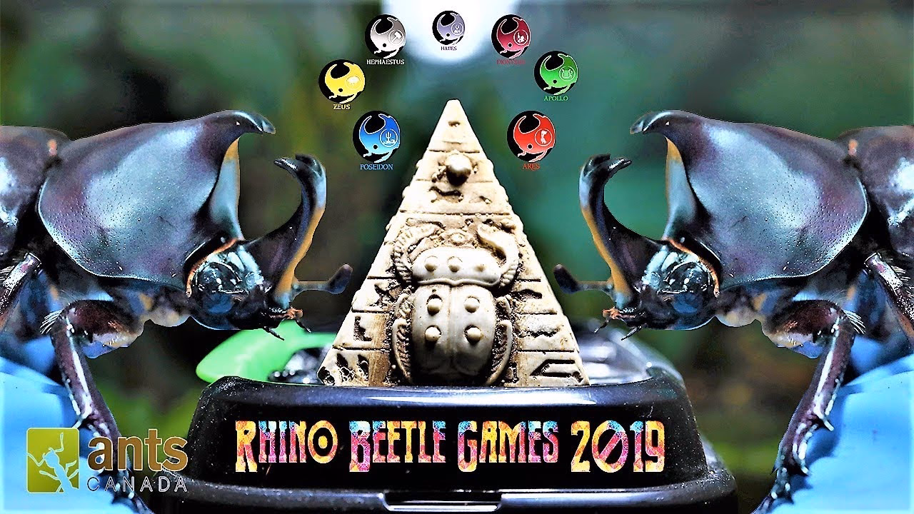 What is the Beetle game?