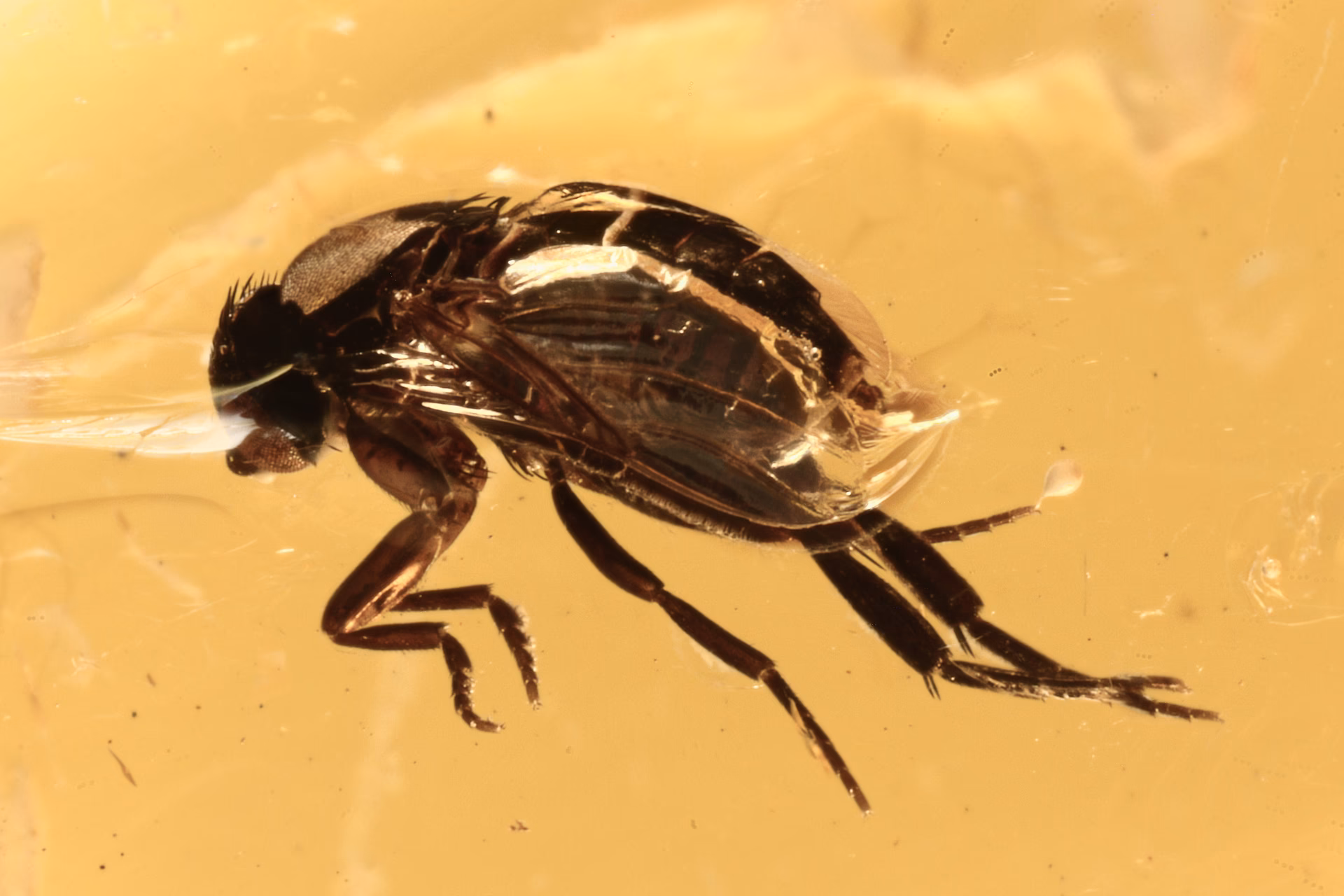 What is a scuttle bug?
