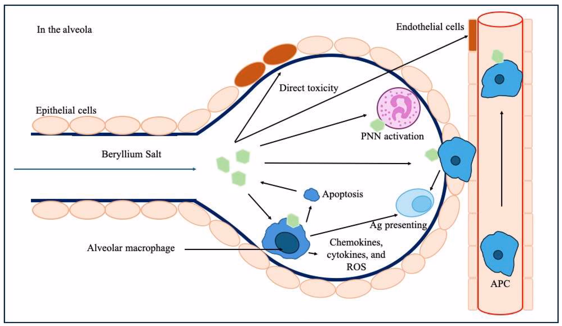 Should I worry about beryllium virus?