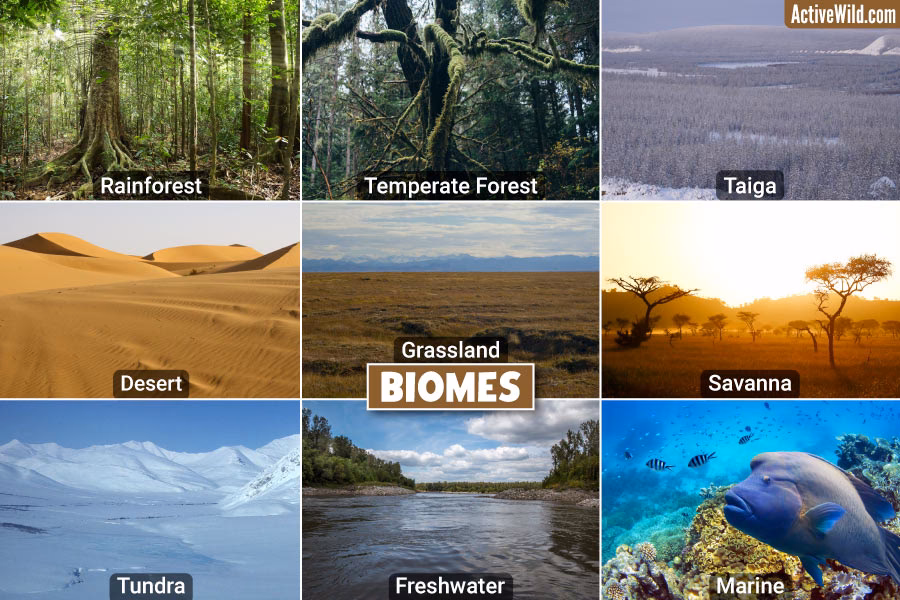 What is a terrestrial biome?