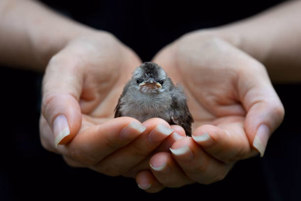 What does a bird in the hand mean?