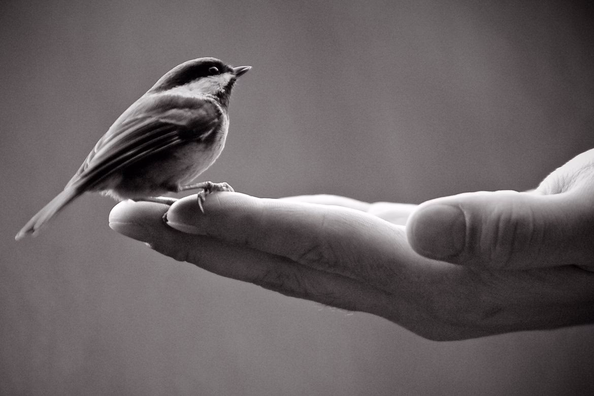 What is a bird in the hand worth?