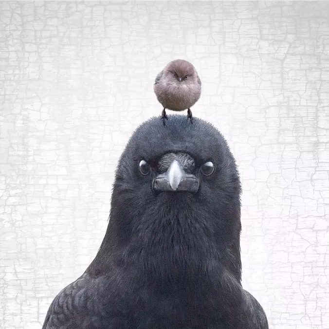 What does a judgement bird look like?