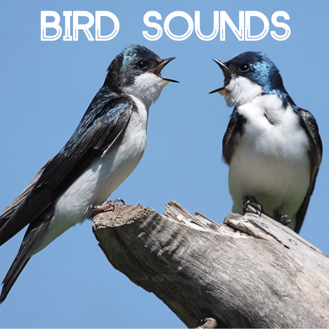 Are bird sound effects free?