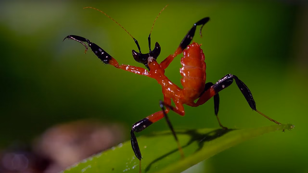 What does a mantis look like?