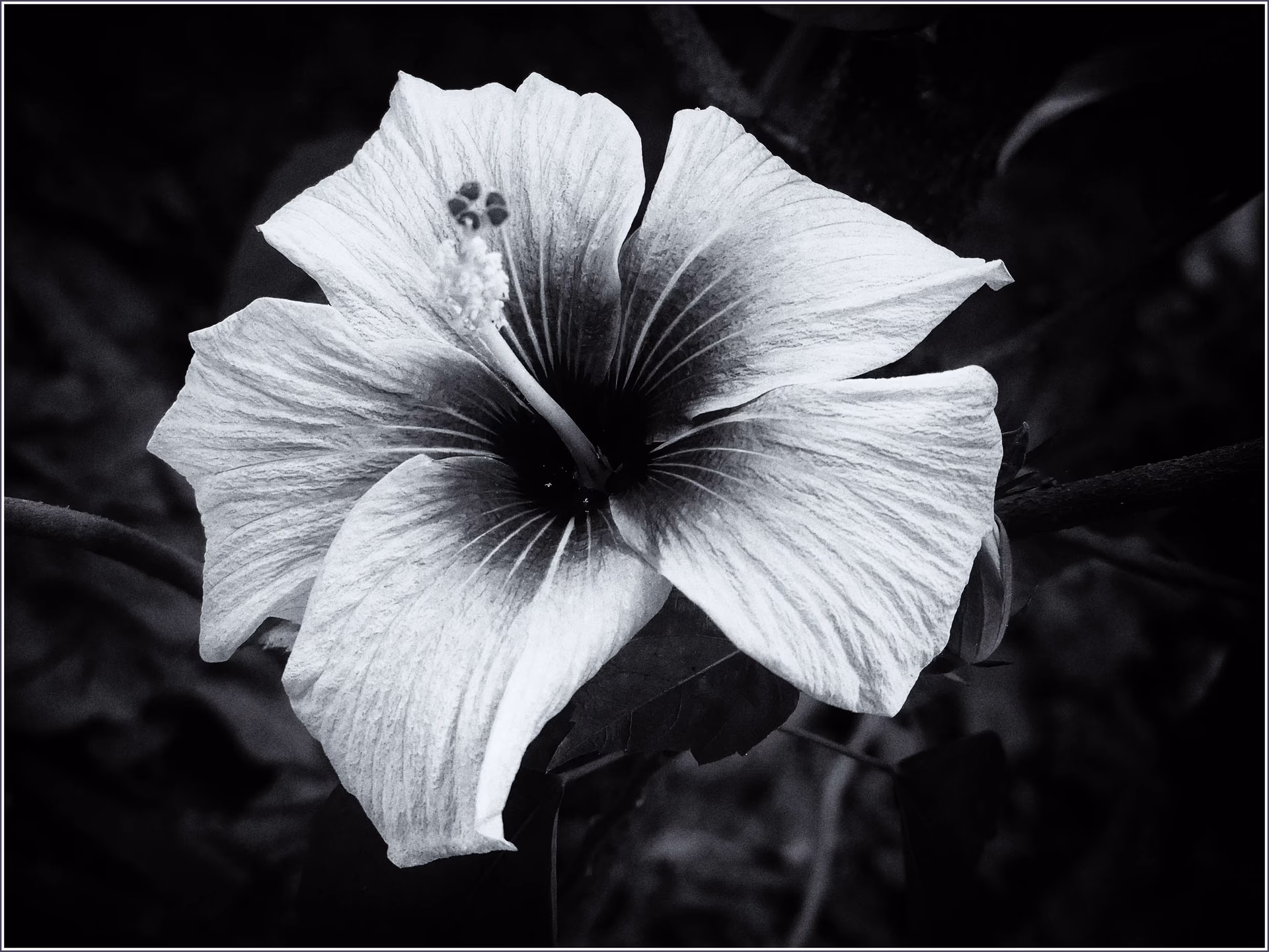 What is a black and white image?