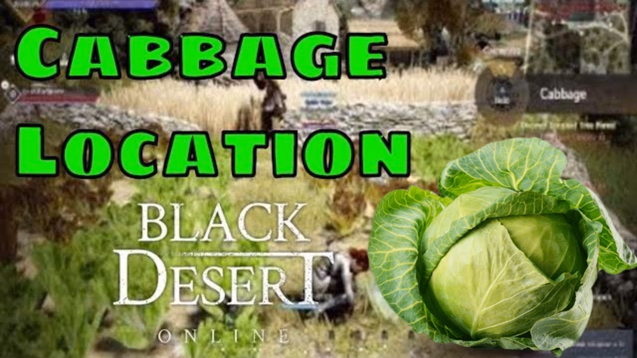 What is cabbage in Black Desert Online?