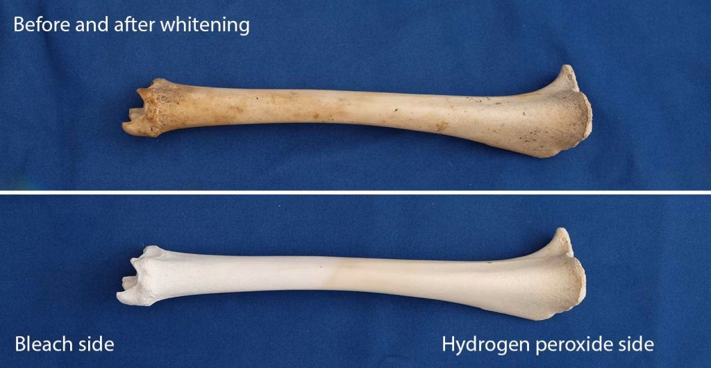 What happens if you use bleach on a bone?