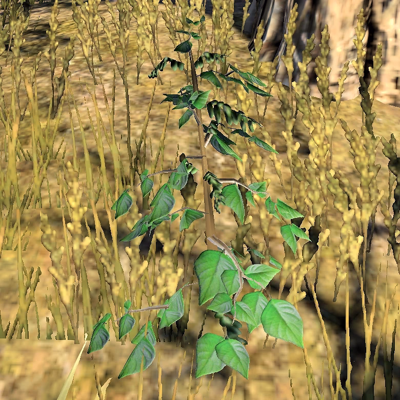 Does blessed thistle grow in Coldharbour?
