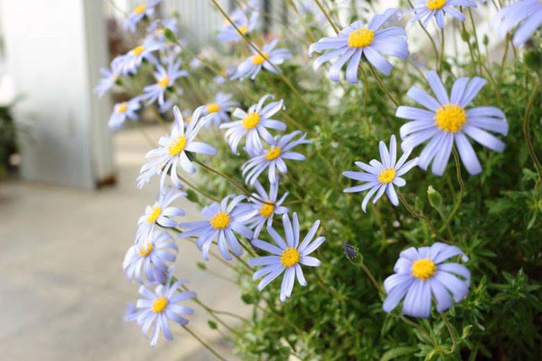 Is Felicia amelloides a blue marguerite?
