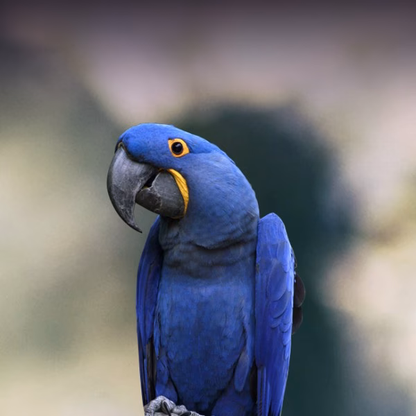 ¿Qué tan recomendable es Blue Parrot?