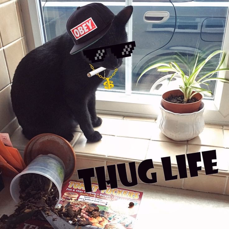 What is bongobs cat?