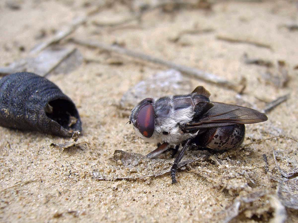 What is Bugbot?