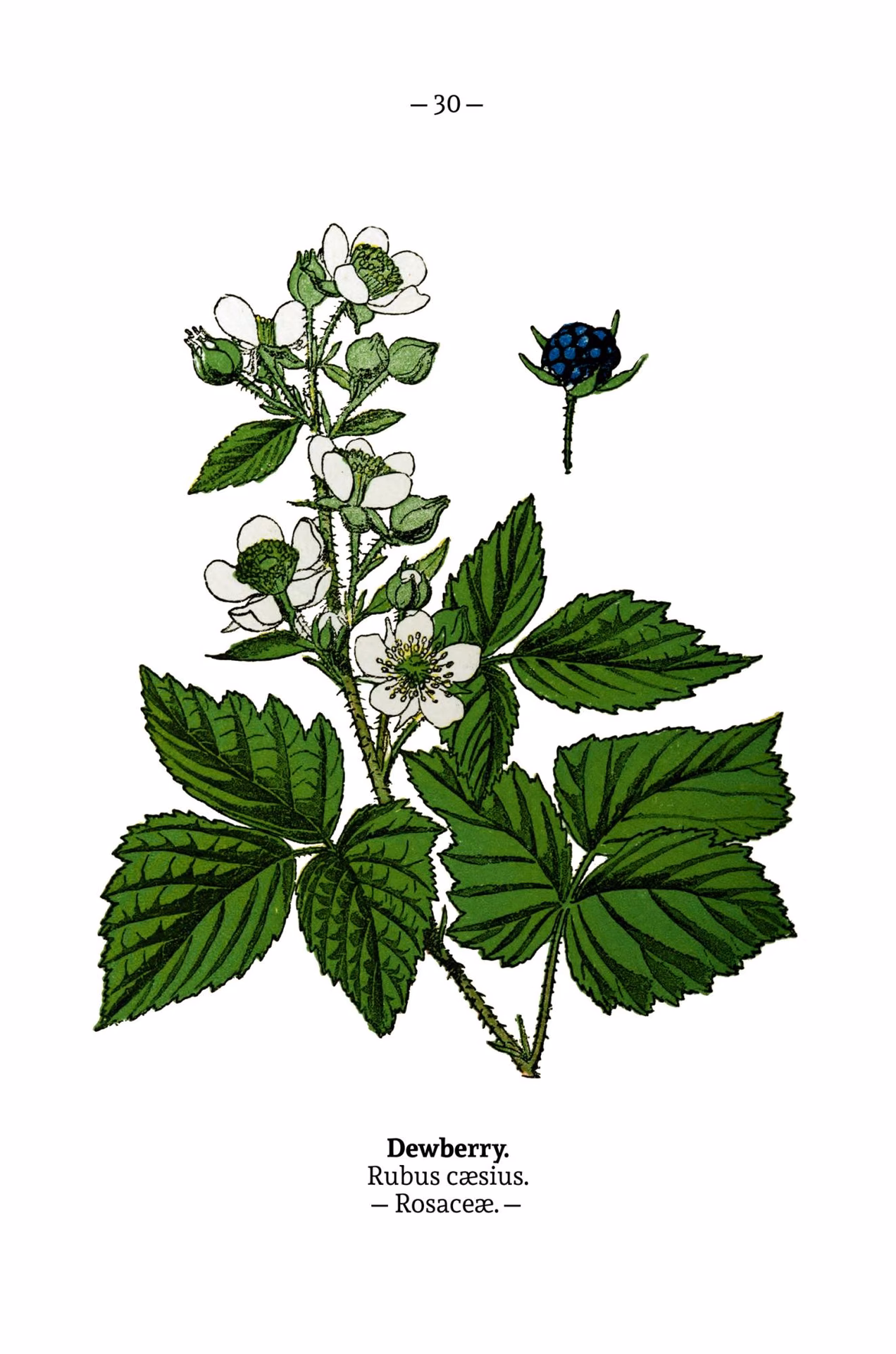 What is a synonym for Bramble berries?