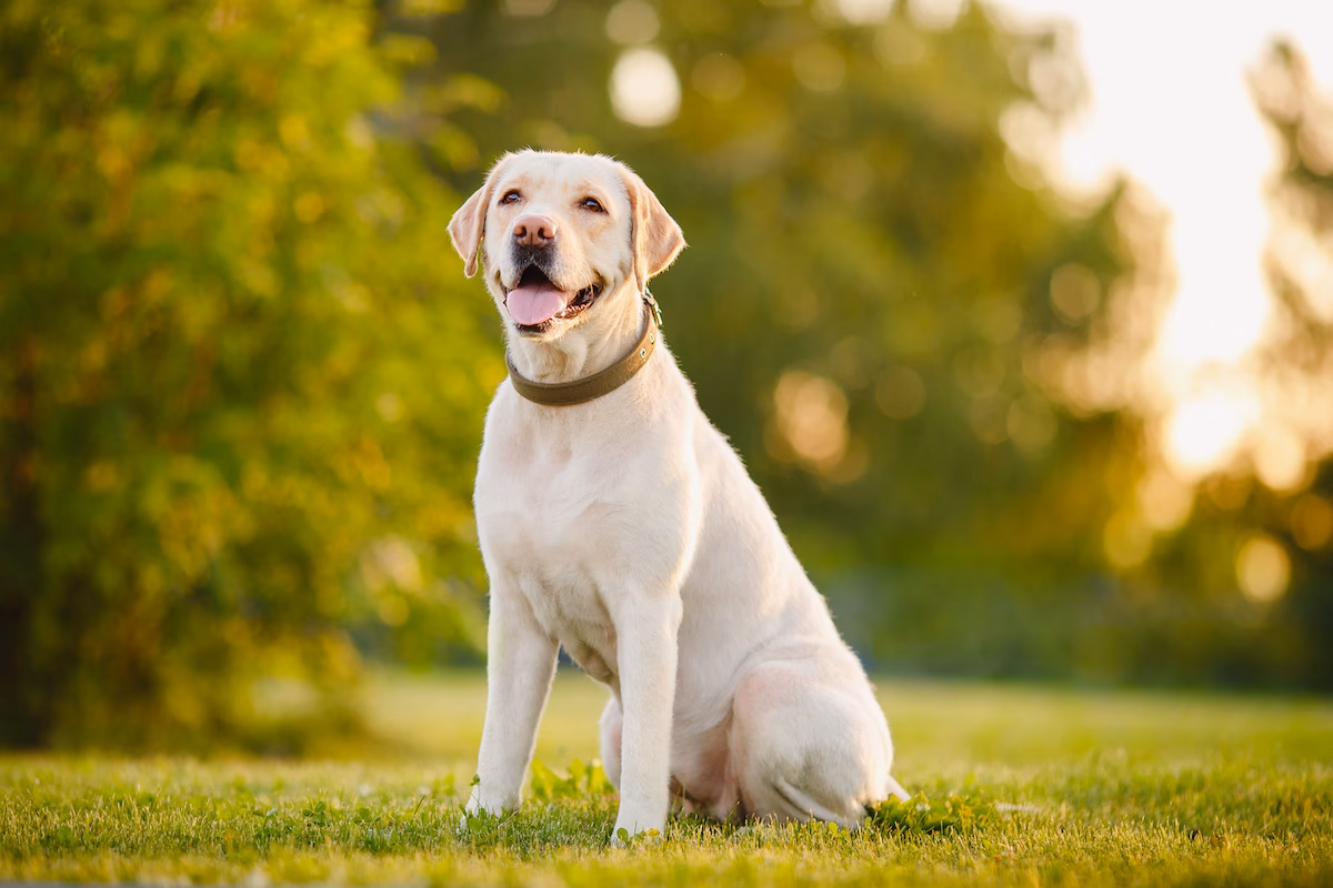 Is breed laboratory a real game?