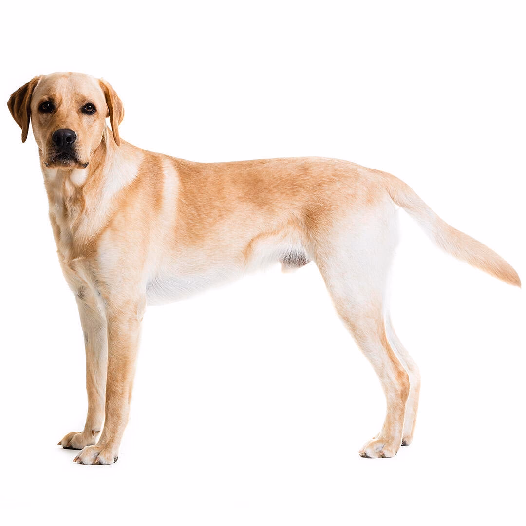 What does a laboratory breeder do?