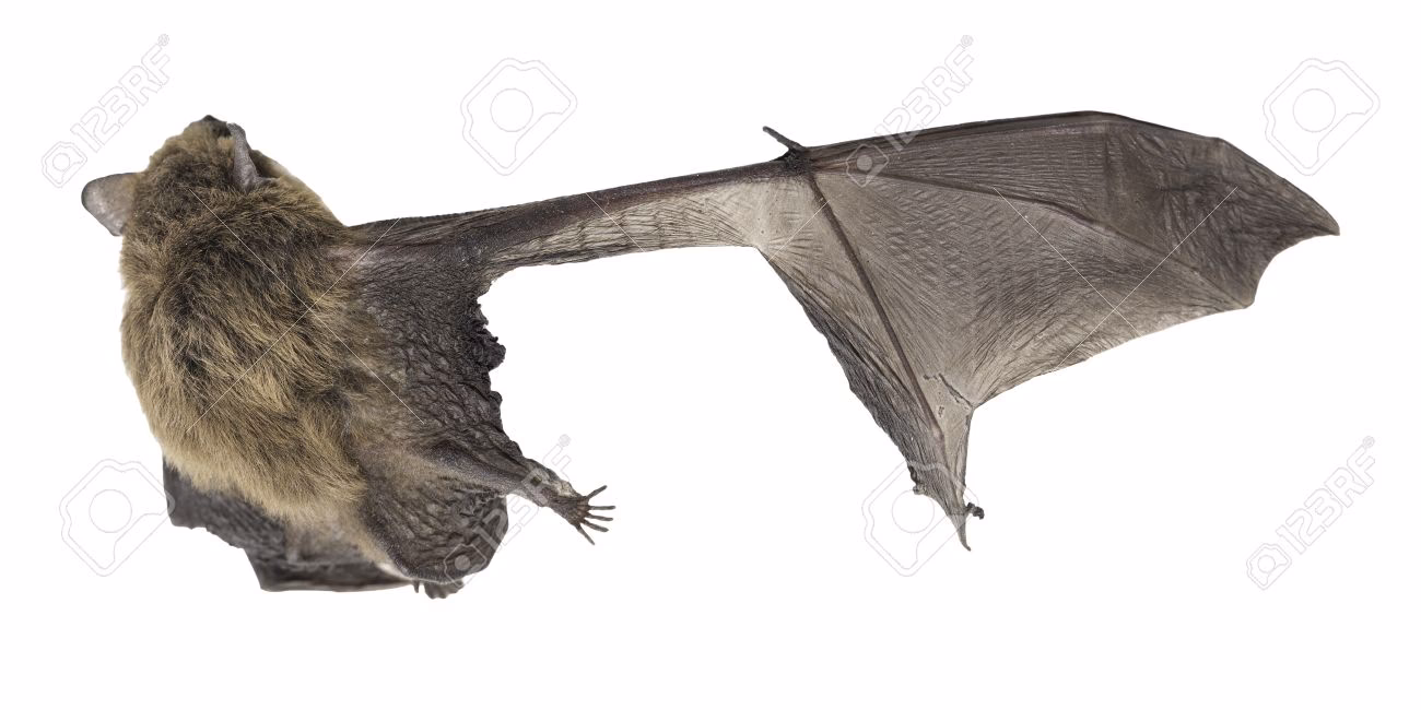 How to get rid of bat wings?