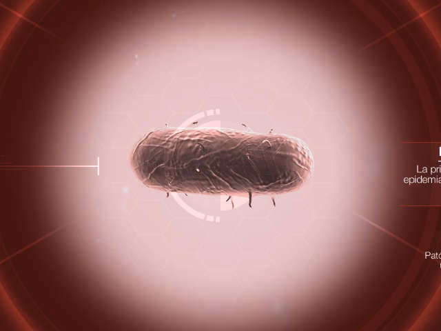 How does Mega brutal bacteria work?